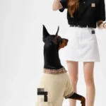 Burberry Pet polo shirt7