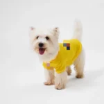 Dickies Sweatshirt Yellow1