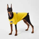 Dickies Sweatshirt Yellow1