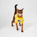 Dickies Sweatshirt Yellow1