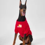 Dickies Sweatshirt red